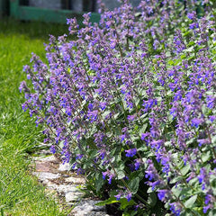 Perennial Nepeta Mussinii Catmint Herb Garden Seeds for Planting