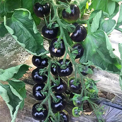 Black Tomato Seeds - Black Beauty Queen
