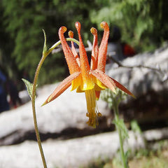 Double Orange Yellow Columbine Seeds Perennial Low Maintenance