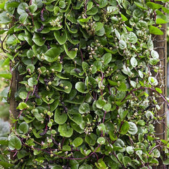 Perennial Basella Rubra Malabar Spinach Herb Seeds for Planting