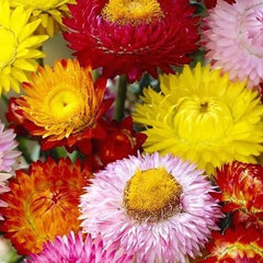 Mixed Strawflowers Helichrysum Flower Seeds-Everlasting Daisy