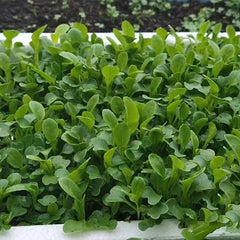 Brassica Rapa Chinensis Seeds, Pakchoi Seeds, Chinese White Cabbage, Vegetable Seeds for Planting