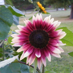 Strawberry Blonde Hybrid Sunflower Seeds