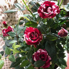 Rose red white Miniature Rose