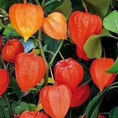 Lantern Cherry Seeds Winter Ground Cherry Strawberry Ground Cherry