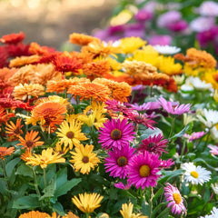 Mixed Colors Pyrethrum Flower Seeds