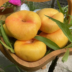 Golden Legend - Golden Peach Seeds