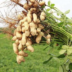 Peanut Seeds Non-GMO