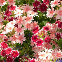 Phlox drummondii -Dwarf Mix