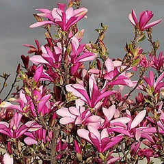 Lily Magnolia Flower Tree Pink and Purple Fragrant Seeds