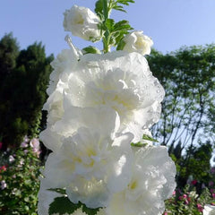Carnival Mix Double Hollyhocks Flower Seeds for Planting