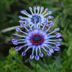 Osteospermum Mix Seeds Spider Daisy Rare