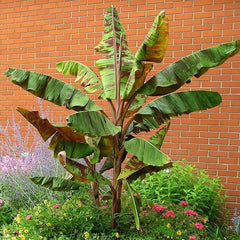 Musa Acuminata Banana Fruit Tree Dwarf Houseplant Sweet Fruit