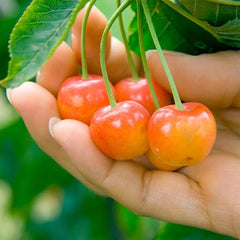 Dwarf Cherry Tree Seed Sweet Edible Fruit Robust Flavor Great Gardening