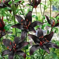 Black Lily: A Proud Black Flower