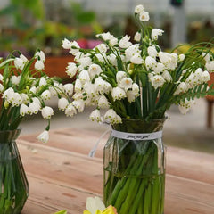 Summer Snowflake PureBeauty, Fresh Starts