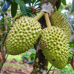 Giant Soursop Seeds for Planting, Annona Muricata, Graviola, Guyabano, Sirsak,  Tasty Tropical Native Fruit Tree