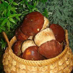 Porcini Mushroom King Bolete Mycelium Spawn Dried Spores Kit for Planting Non GMO