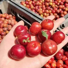 Ruby Calcium Berry Seeds