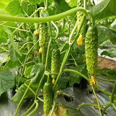 Crawling Cucumbers Seeds
