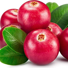 Vaccinium Macrocarpon Cranberry  Garden Fruit Plants