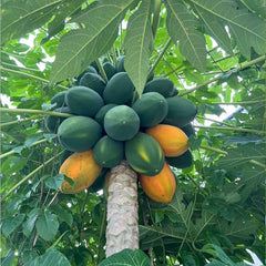 Red Heart Creamy Papaya Seeds Rich Sweet and Nutrient Packed Fruits