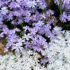Purple Phlox paniculata Seeds
