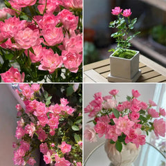 Lotus Star Rose Seeds: Blooming All Year, Bringing Continuous Good Fortune