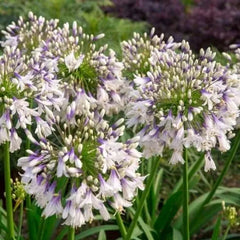 Agapanthus africanus 'Fireworks'