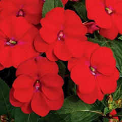 Impatiens Plant Baby Scarlet Flower Seeds for Planting