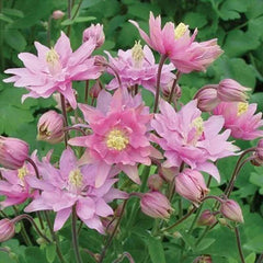 Cat's Paw Flowers Seeds