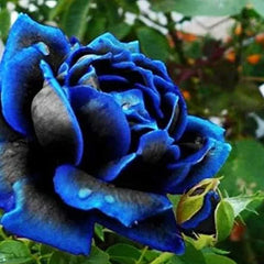 Rare Black Blue Rose- Seeds