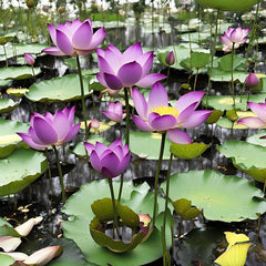 Miniature Water Lily Seeds