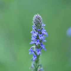 Western Vervain