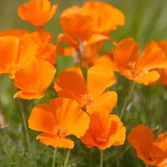 Deer Resistant Seed Mix
