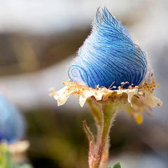 Blue Prairie Smoke Flower