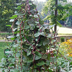 Malabar Red Stem Spinach Seeds