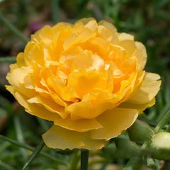 Moss Rose Seeds for Planting Outdoors,  Portulaca Grandiflora Flower Seeds for Planting