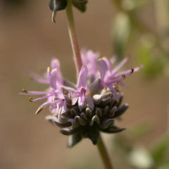 Purple Sage