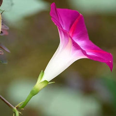 Morning Glory Seeds for Planting, Mixed Color Ipomoea Nil Seeds Heirloom Vine, High Germination Rate Open Pollinated Seeds
