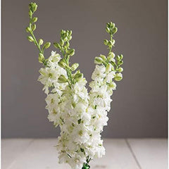 White Larkspur Rocket Flower Seeds for Planting