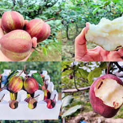Pyrus pyrifolia 'Nijisseiki'Rainbow Pear Seeds
