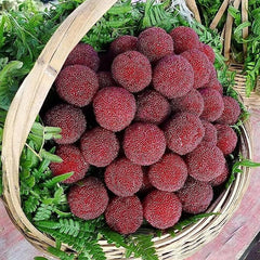 Myrica Rubra Seed Red Bayberry Sweet Healthy Juicy Fruit Great Taste Strawberry an Exciting New Addition