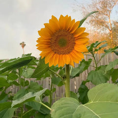 Gold Lite Sunflower Seeds