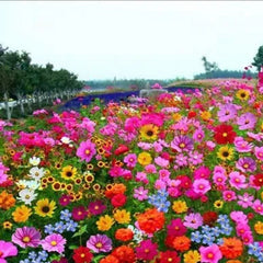 Mixed Perennial Flowers Seeds