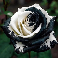 Rare Black and White Twin Roses
