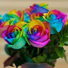 Rare Multi Colorful Rainbow Rose Flower Seeds