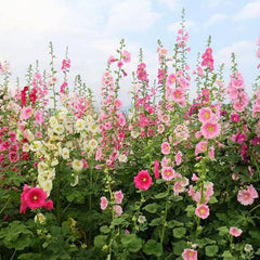 Hollyhock Seeds Carnival Mix Giant Mallow Double Hollyhock Flowers Seed Perennial Outdoor Home Garden Flower