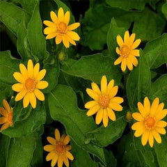Melampodium paludosum Seeds, Garden bonsai Flower seeds, high temperature resistance