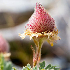 Prairie Smoke Flower Seeds